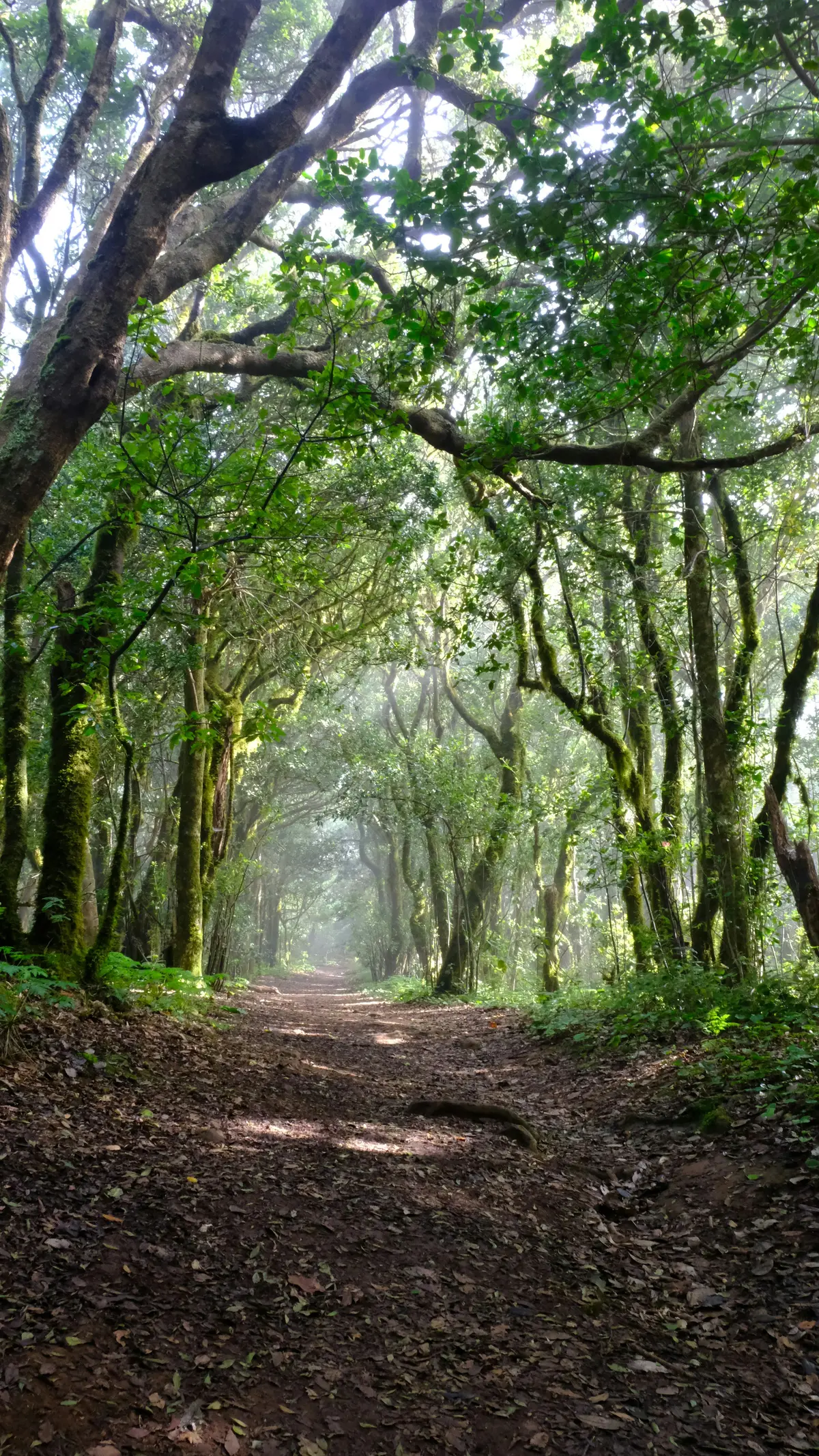 Walking through the green landscape of Anaga Rural Park