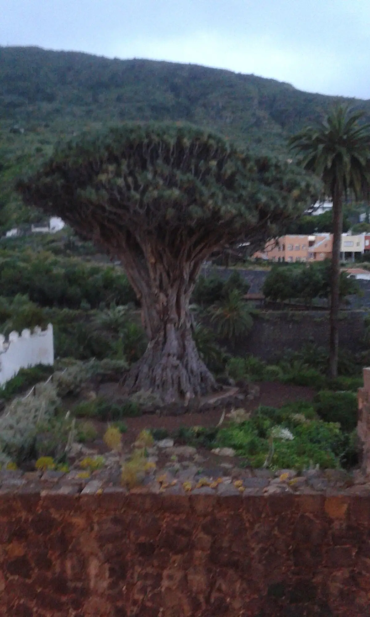 Drago Milenario in Icod de los Vinos, Tenerife