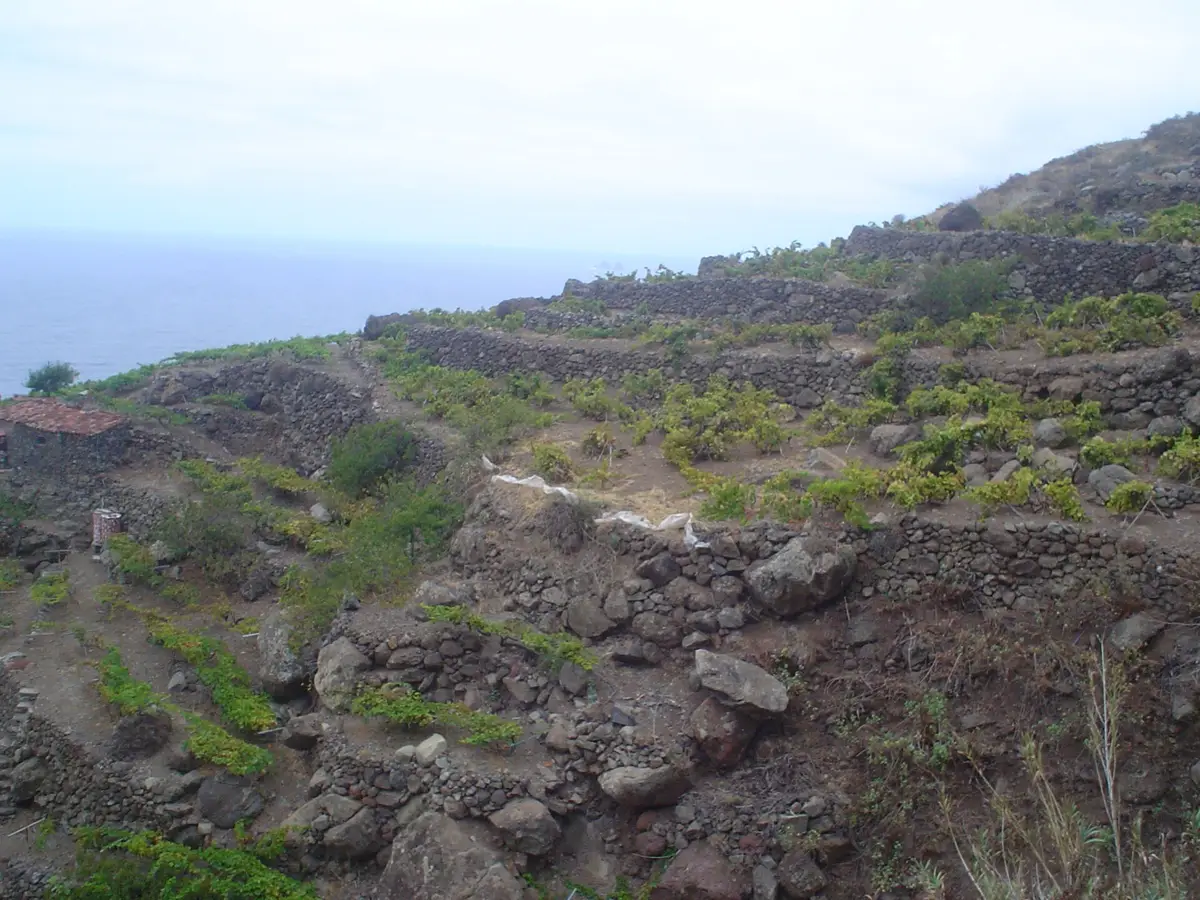 Tenerife vineyards on steep island terrain