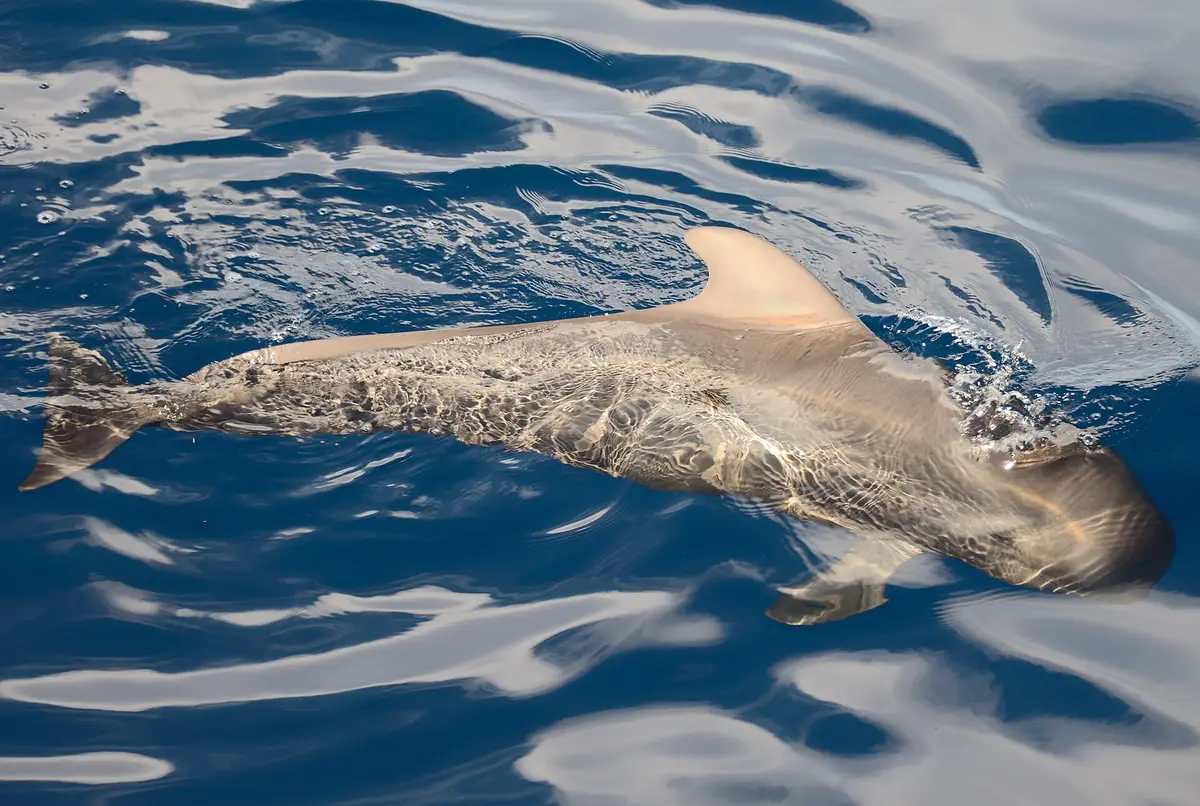Short-finned pilot whale off Tenerife